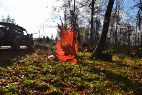 Sadzimy drzewa dla klimatu - projekt LIFE-IP EKOMAŁOPOLSKA - 23 listopada 2021