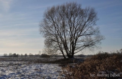Partnerski Powiat - Powiat Lęborski