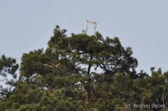 Partnerski Powiat - Powiat Lęborski