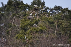 Partnerski Powiat - Powiat Lęborski
