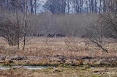 Partnerski Powiat - Powiat Lęborski
