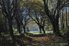 Partnerski Powiat - Powiat Lęborski