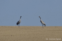 Partnerski Powiat - Powiat Lęborski