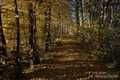 Partnerski Powiat - Powiat Lęborski