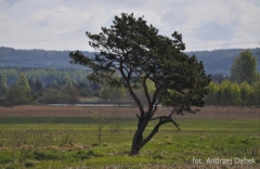 Partnerski Powiat - Powiat Lęborski