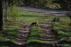 Partnerski Powiat - Powiat Lęborski