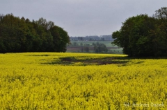 Partnerski Powiat - Powiat Lęborski