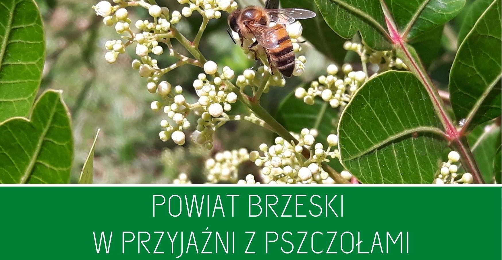 Powiat Brzeski w przyjaźni z pszczołami