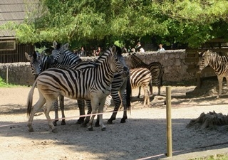 Wycieczka do ZOO dla rodzin zastępczych