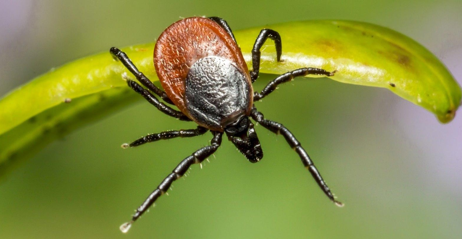 Kleszczowe Zapalenie Mózgu –Szczepimy! Zapobiegamy!