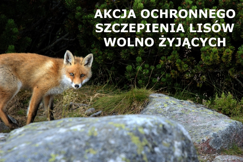 OGŁOSZENIE - szczepienie lisów