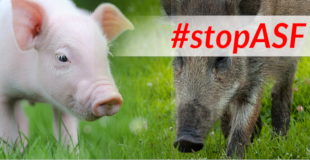 Sanitarny odstrzał dzików