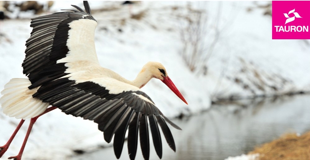 Zimowa opieka nad bocianimi gniazdami