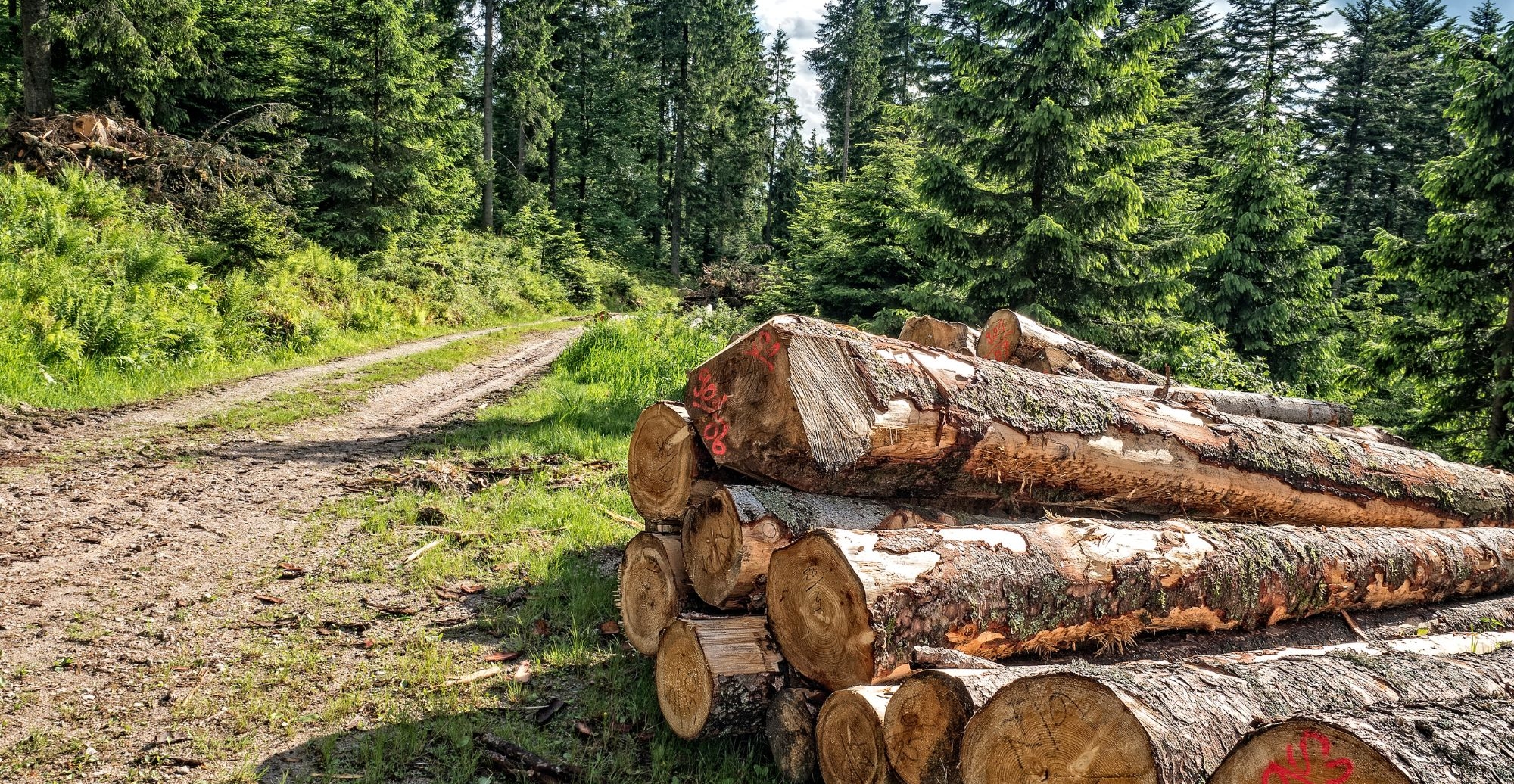 Ekspertyza Polskiej Izby Gospodarczej Przemysłu Drzewnego