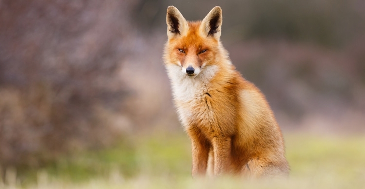 Dodatkowa akcja szczepienia lisów