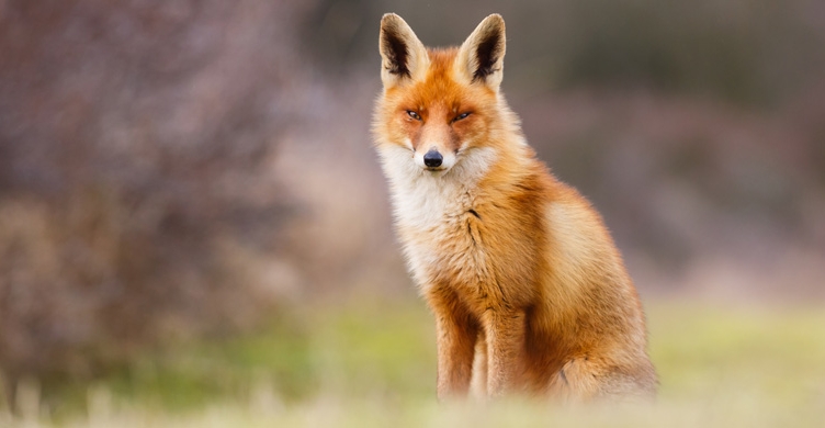 Akcja szczepienia lisów