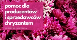 Pomoc dla producentów i sprzedawców chryzantem