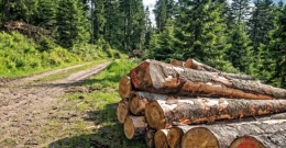 Ekspertyza Polskiej Izby Gospodarczej Przemysłu Drzewnego