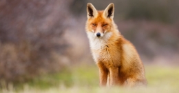 Akcja szczepienia lisów